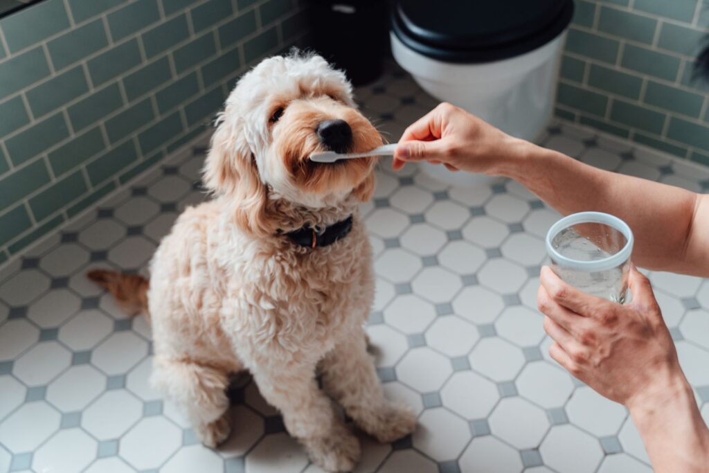 5 Pet Products Every Dog Owner Must Have in 2026 – Essential Must-Haves! dog toothpaste in the 5 pet products every dog owner must have